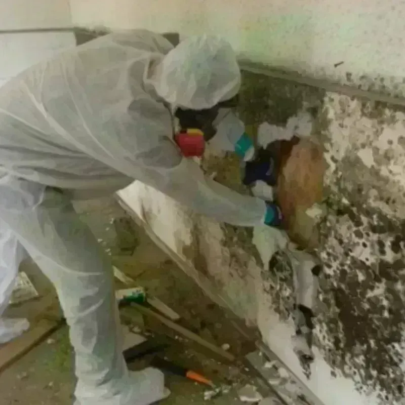 Mold Remediation and Removal in McCulloch County, TX